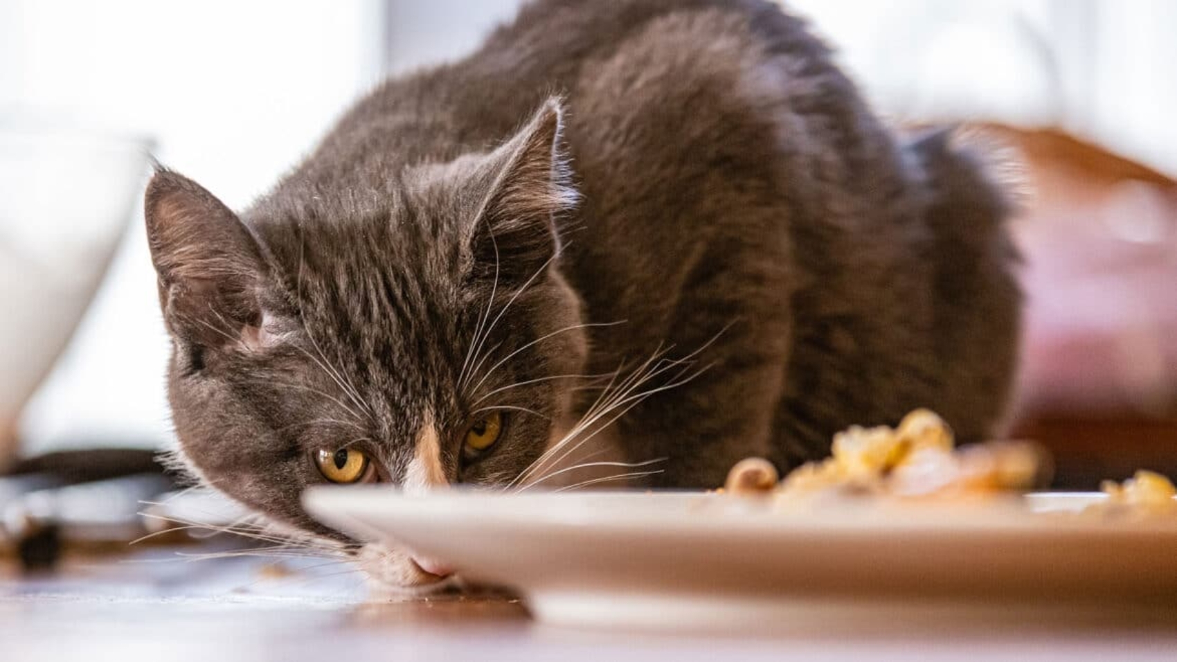 header-cat-chicken-1170x658